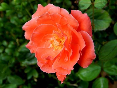 Роза плетистая "Orange Dawn"
