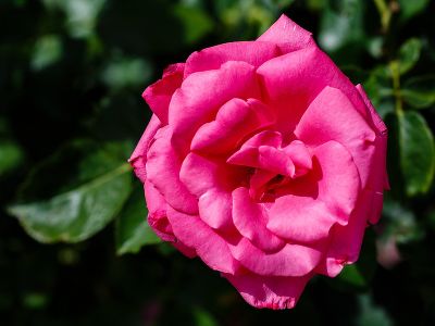 Роза чайно-гибридная "Lancome"