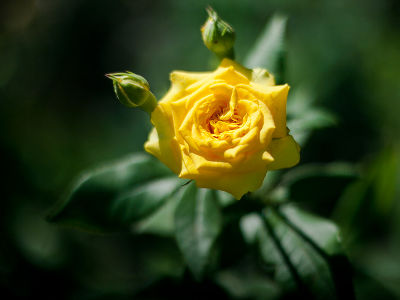 Роза спрей "Yellow Eveline"