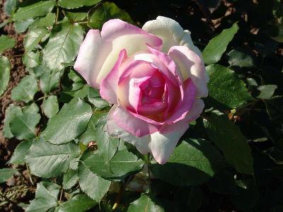 Роза чайно-гибридная "Biedermeier Garden"