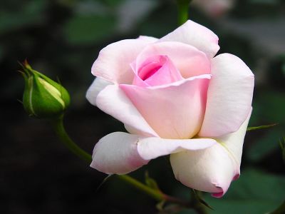 Роза чайно-гибридная "Desiree"