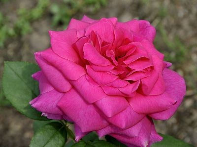 Роза чайно-гибридная "Johann Wolfgang von Goethe"