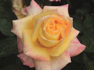 Роза чайно-гибридная "Canary"