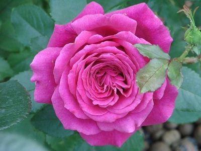 Роза чайно-гибридная "Lolita Lempicka"