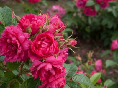 Роза гибрид розы ругозы "F.J. Grootendorst"