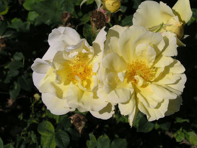 Роза гибрид розы ругозы "Gelbe Dagmar Hastrup"