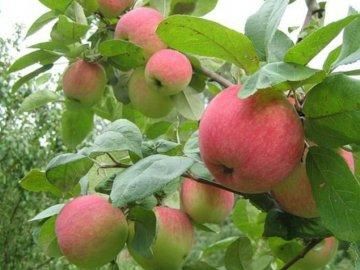 Яблоня крупноплодная "Августа"
