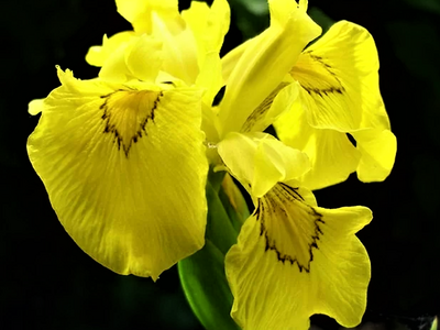 Ирис болотный "Flore Plena"