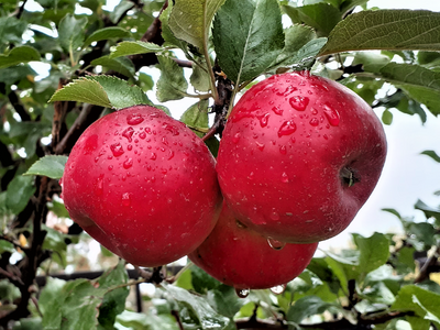 Яблоня крупноплодная "Благая весть"