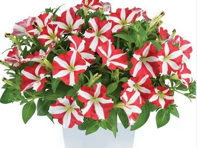 Петуния Amore King of Hearts