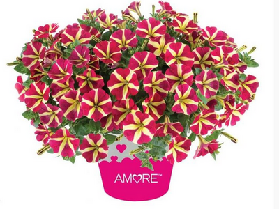 Петуния Amore Queen of Hearts