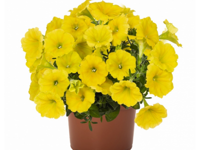 Петуния Potunia Canary Yellow