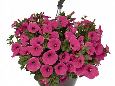 Петуния Surfinia Hot Pink