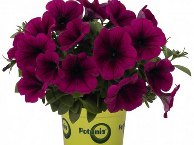 Петуния Potunia Purple