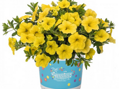 Калибрахоа Aloha Kona Yellow