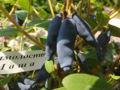 Жимолость "Маша"