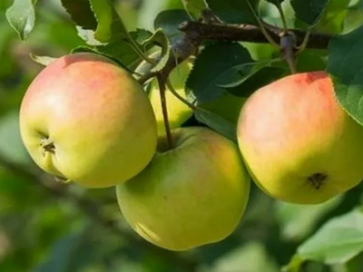Яблоня крупноплодная "Имрус"