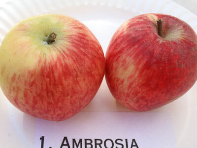 Яблоня крупноплодная «Амброзия»