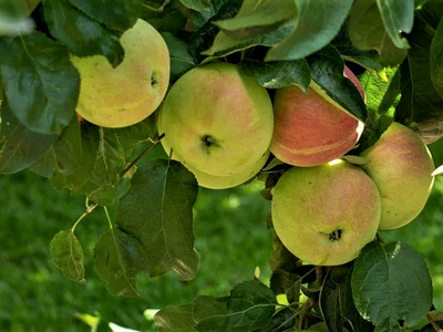 Яблоня крупноплодная «Подснежник»