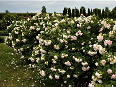 Роза гибрид розы ругозы «Ritausma (Polareis)»