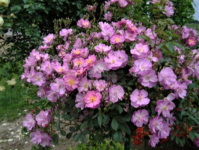 Роза миниатюрная "Lavender Meillandina" (Лавандэ мейяндина)