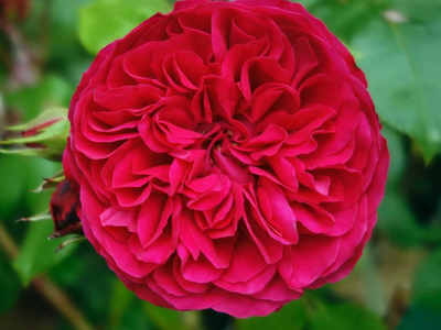 Роза флорибунда "Red Leonardo da Vinci"
