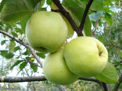 Яблоня крупноплодная "Антоновка" (карлик)