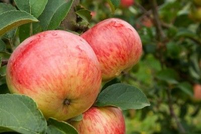 Яблоня крупноплодная "Боровинка"