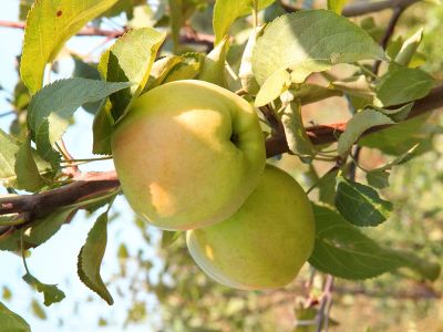 Яблоня крупноплодная "Дачное"