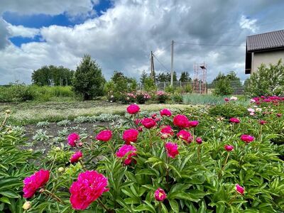 Пион в ассортименте