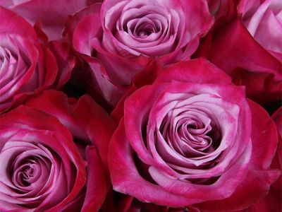 Роза чайно-гибридная "Deep Purple"