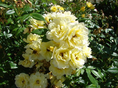 Роза шраб "Golden Mozart" (канадская)